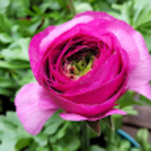 Meet your Posher, Rose